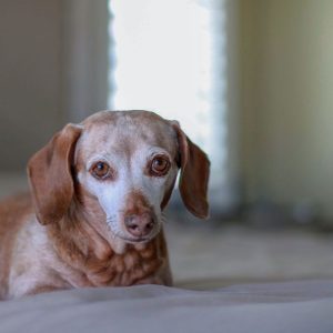 dachshund senior care dachshund space