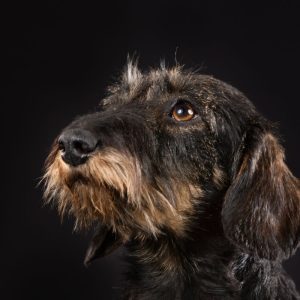 dachshund space – sillky wirehaired dachshund