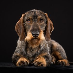 dachshund space – sillky wirehaired dachshund
