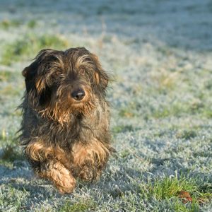 dachshund space – sillky wirehaired dachshund