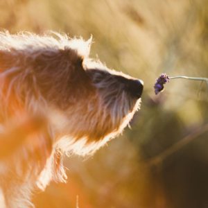 dachshund space –Why Does My Dachshund Smell Like Fritos