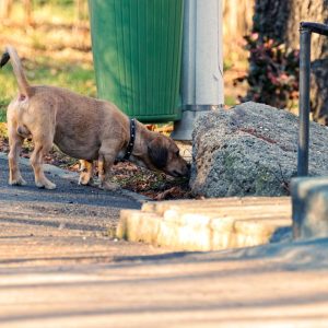 dachshund space –Why Does My Dachshund Smell Like Fritos