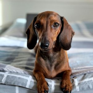 dachshund space –Why Does My Dachshund Smell Like Fritos (2)