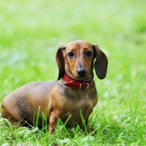 dachshund space –Why Does My Dachshund Smell Like Fritos (2)