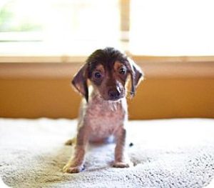 hairless dachshunds dachshund space