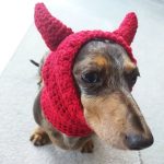 dachshund devil snood hat