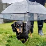 dachshund leash umbrella