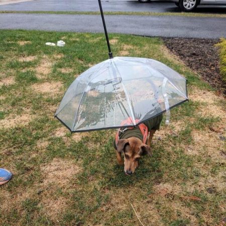 dachshund leash umbrella