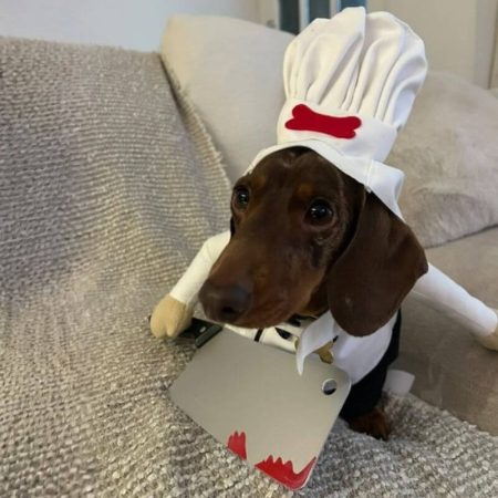 dachshund master chef costume