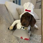 dachshund master chef costume