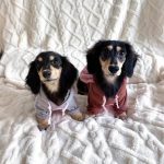 dachshund mouse costume
