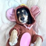 dachshund mouse costume
