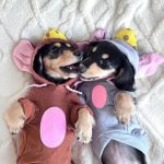 dachshund mouse costume