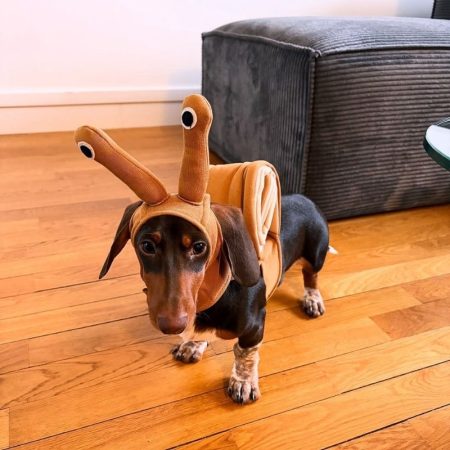 dachshund snail dog costume