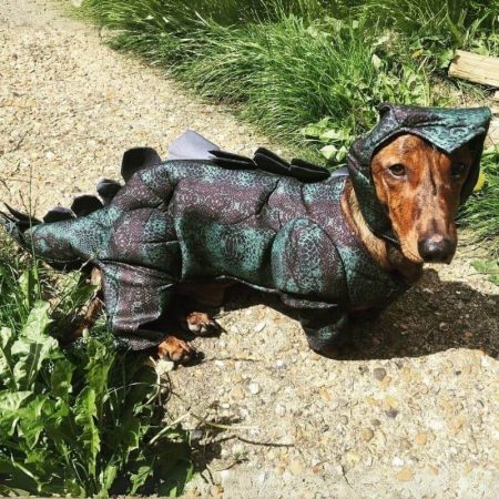 dinosaur dachshund costume