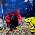 dracula dachshund halloween costume