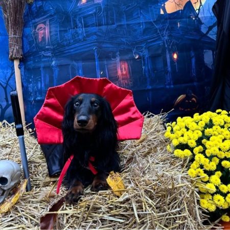 dracula dachshund halloween costume