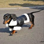 pup couture dachshund jacket