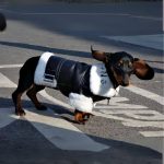 pup couture dachshund jacket