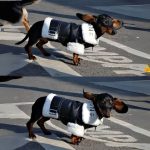 pup couture dachshund jacket
