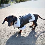 pup couture dachshund jacket