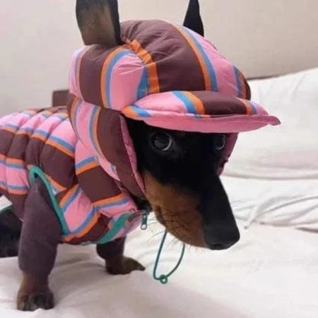 reversible dachshund winter jacket