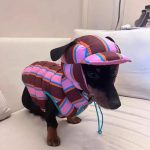 dog clothes for miniature dachshunds dachshund space