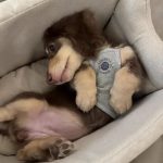 safety dachshund car seat