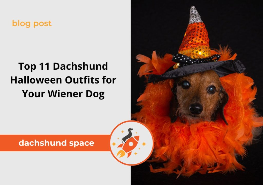 Top 11 Dachshund Halloween Outfits for Your Wiener Dog 🎃 — free download