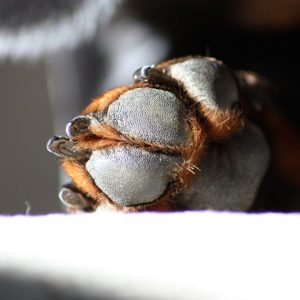 How to Take Care of Dachshund Paws