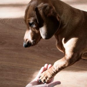 How to Take Care of Dachshund Paws
