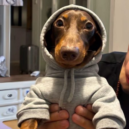 basic dachshund hoodie