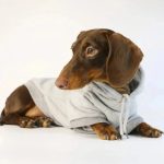 basic dachshund hoodie