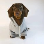 basic dachshund hoodie
