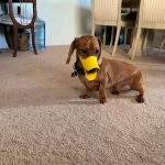 dachshund dog muzzle