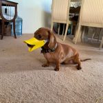 dachshund dog muzzle