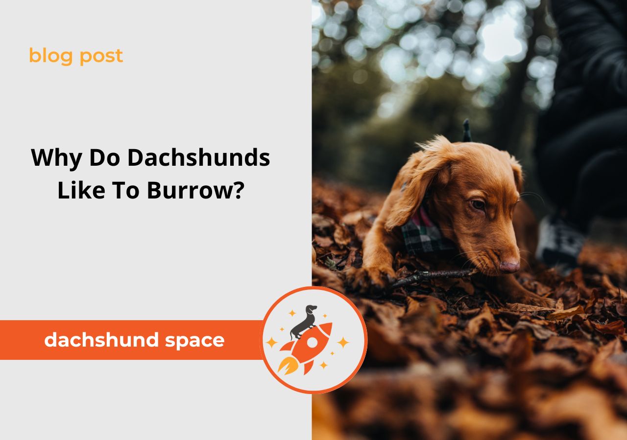 dachshund space dachshunds like to burrow