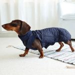 quilted dachshund dog coat