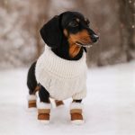 Winter Wiener Dog Boots