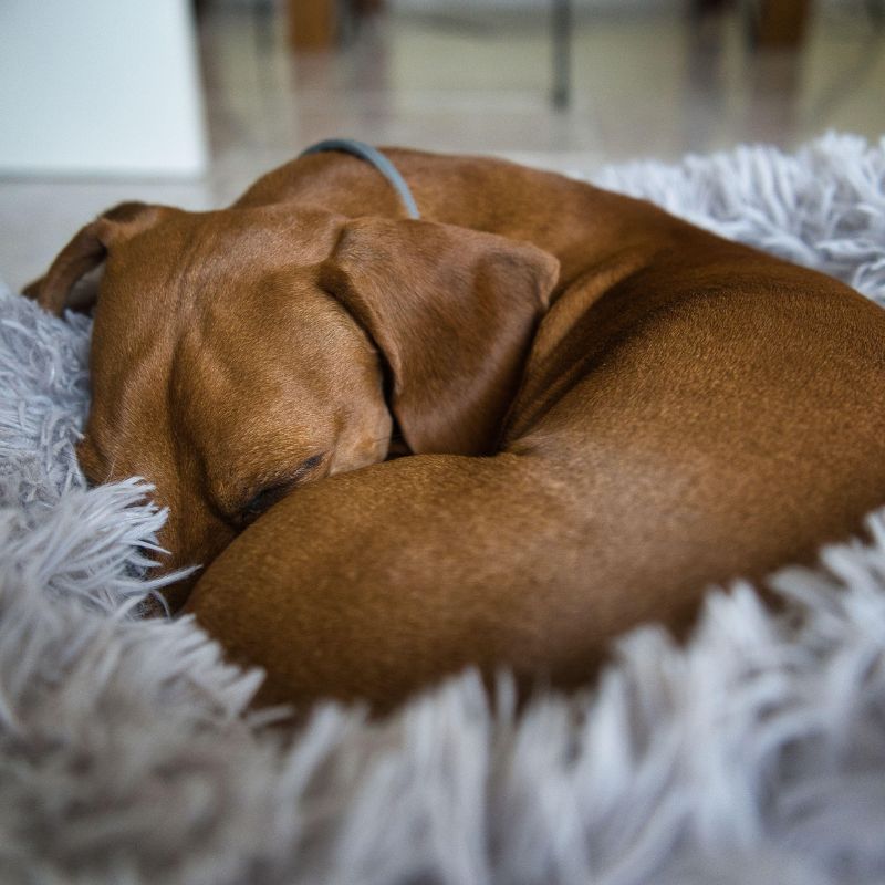 do dachshunds snore dachshund space
