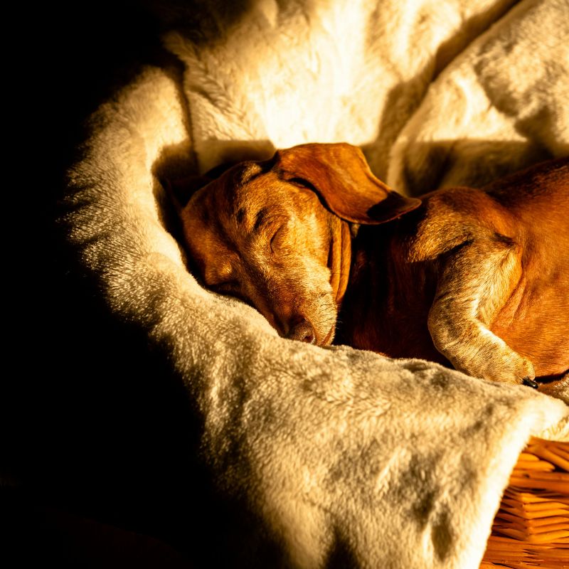 do dachshunds snore dachshund space