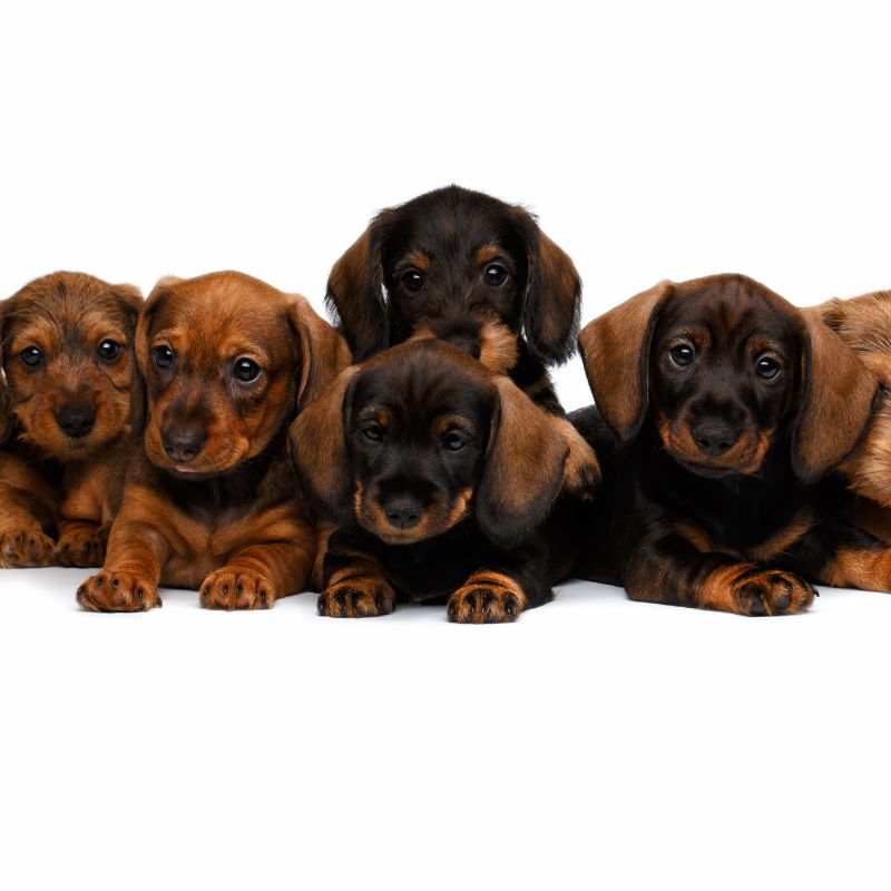 what do dachshunds usually die from dachshund space