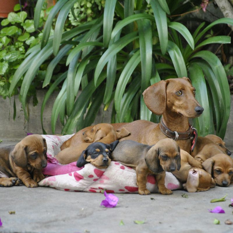 what do dachshunds usually die from dachshund space