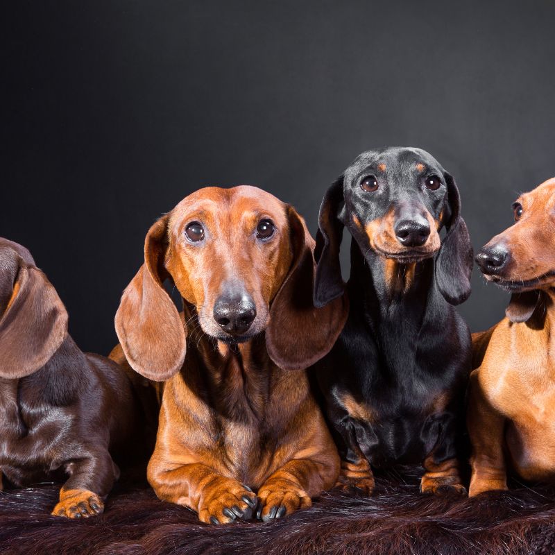 what do dachshunds usually die from dachshund space