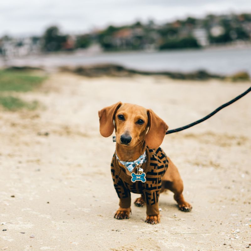 Miniature Dachshund Puppies for Sale