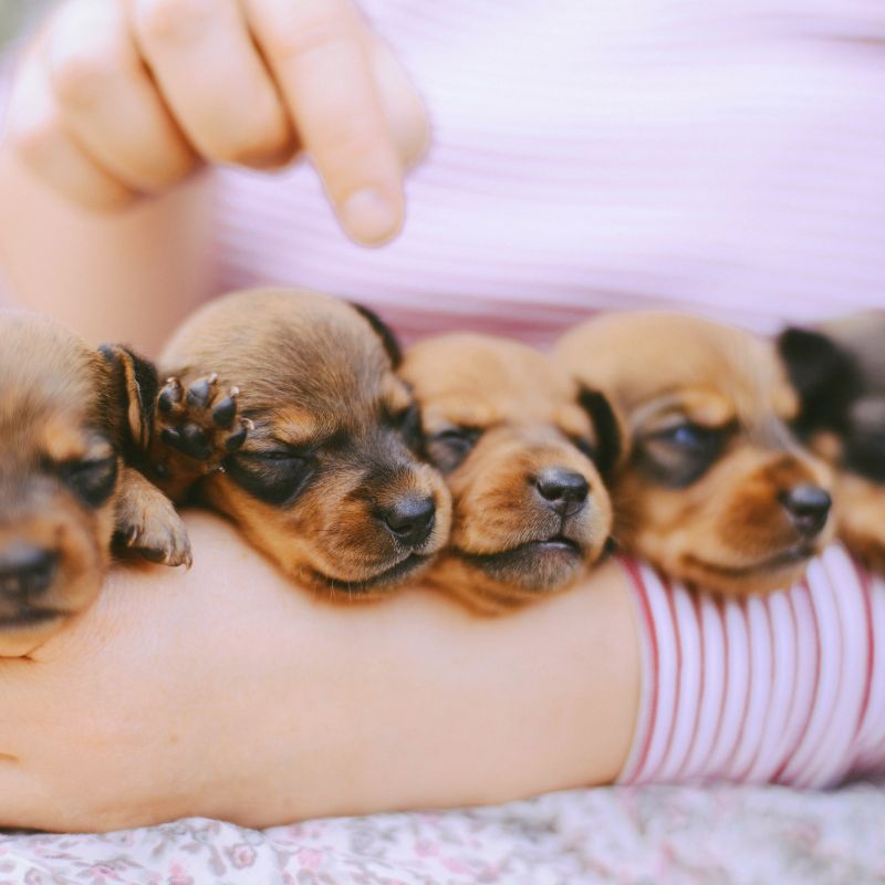 Miniature Dachshund Puppies for Sale