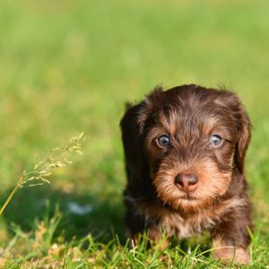 Miniature Dachshund Puppies for Sale