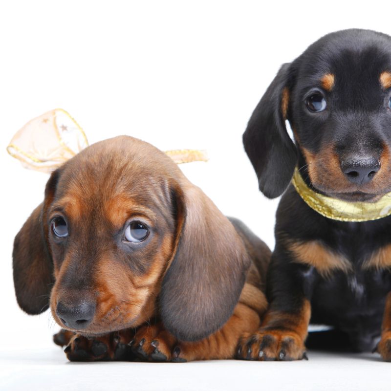 Miniature Dachshund Puppies for Sale
