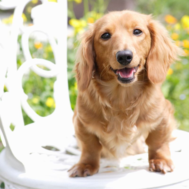 english cream dachshund dachshund space
