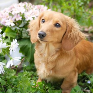 english cream dachshund dachshund space